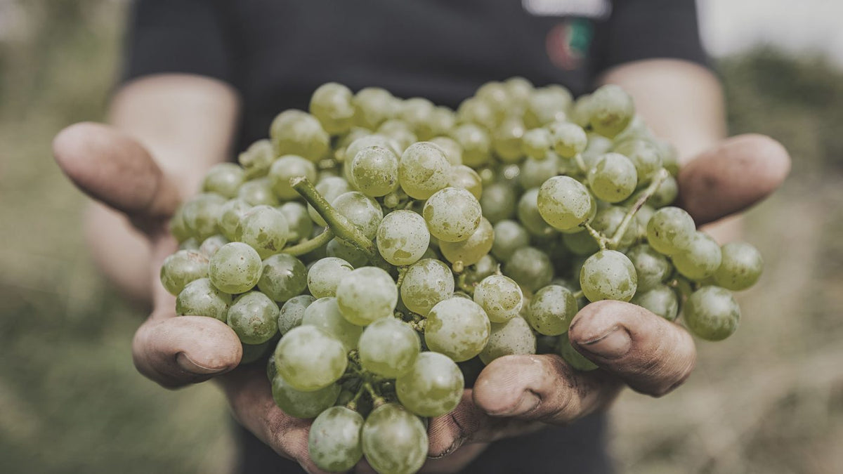 Weinlesefest Paket